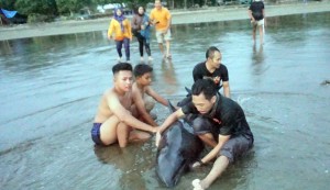Pecinta Satwa Tolong Lumba-Lumba Terdampar di Pantai Sidem