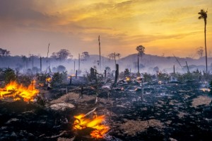 Deforestasi Indonesia Turun Hingga 75 Persen, Terendah Sepanjang Sejarah