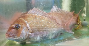 Bisnis Menjanjikan, Muslim Ini  Raih Omzet Rp45 Juta per Panen dari Budi Daya Gurami