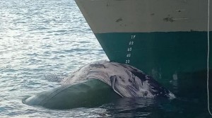Paus Baleen Tertabrak Kapal Gunung Dempo,  KKP Beri Peringatan Soal Migrasi Biota Laut