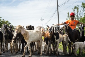 Tinggalkan Bisnis di Ibu Kota, Muslim Ini Putuskan Pulang Kampung Beternak Kambing