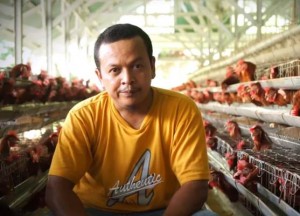 Kelola 6 Ribu Ekor Ayam Petelur, Muslim Ini Hasilkan Omzet Rp6 Juta Sehari