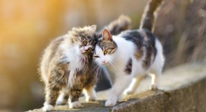 Bersahabatlah hingga Akhirat, Jangan Hanya di Dunia