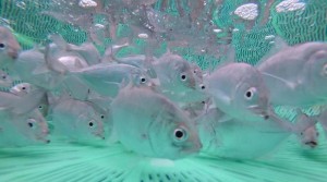 Pacu Komoditas Ekspor, KKP Kembangkan Teknologi Budidaya Ikan Bubara