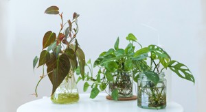 11 Tanaman Hias Cantik yang Cocok dengan Media Air