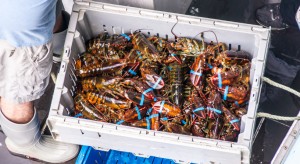 KKP Minta Pelaku Budidaya Lobster Segera Lengkapi Izin Usaha