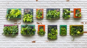 Intip Inspirasi Taman Vertikal Sederhana untuk Rumah Mungil