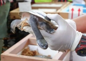 Terancam Punah, 13 Kura-kura Leher Ular Dikembalikan ke Rote dari Singapura