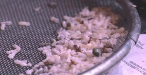 Gampang-gampang Susah, Muslim Ini Jual Telur Semut Rangrang Rp1 Juta per Kilogram