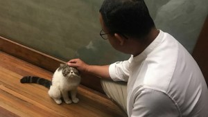 Anies Beri Makan Kucing Liar di Pantai Carnaval Ancol