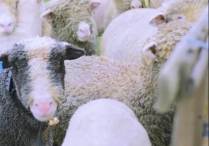 Unik, Peternakan Domba Kontes Lokaliti Banjarnegara