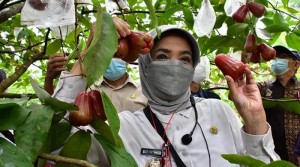 Agrowisata Petik Buah Segar Hadir di Langensari Kota Banjar