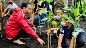 Jokowi Tegaskan, Indonesia Terus Rehabilitasi Hutan Mangrove