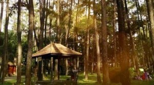 Menikmati Sejuknya Pepohonan Pinus di Hutan Kota Palembang