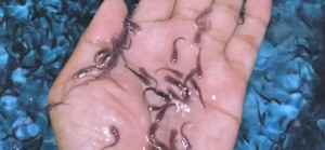 Budi Daya Ikan Patin, Hasilkan Omzet Hingga Rp15 Juta per Bulan