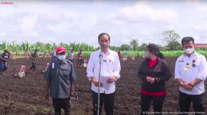 Jokowi Minta Produktivitas Pertanian di Papua Barat Ditingkatkan