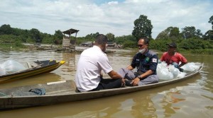 Jaga Ekosistem, 25.000 Benih Ikan Jelawat Ditebar di Sungai Pengumbak