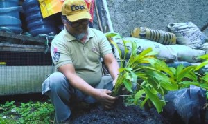 Prospek Bisnis Menjanjikan dari Khasiat Kunyit Hitam, Rp2 Juta per Kilogram