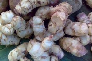 Miliki Protein dan Rendah Lemak, Ganyong Potensial untuk Diversifikasi Pangan