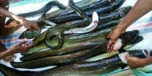 Prospek Bisnis Menjanjikan dari Budi Daya Sidat