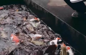 Jual Motor untuk Usaha, Muslim Ini Sukses Jadi Pebudi Daya Ikan Koi