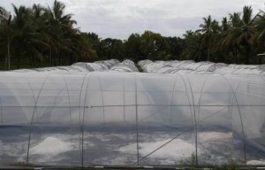 Inovasi Kampung Garam di Desa Mirit Kebumen, Berdayakan Banyak Warga Sekitar