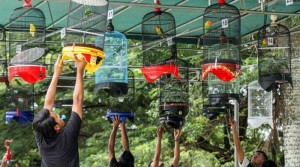 Ramai Diminati, Bagaimana Hukum Ikut Kontes Burung?