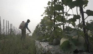 Rifan Nurdiansyah, Petani Milenial Sukses Ajak Anak Muda Garap Sektor Pertanian