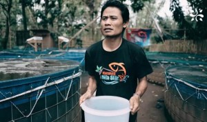 Terdampak Pandemi, Satu Kampung Malah Sukses Budi Daya Ikan Nila