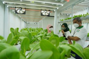 PLN Dukung Program Container Farming Pertama di Ibu Kota, Percepat Masa Tanam Hidroponik