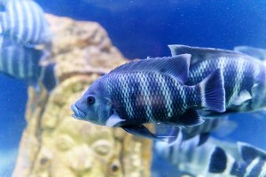 Sulit Cari Kerja, Malah Sukses Kembangkan Budi Daya Ikan Nila Bangkok