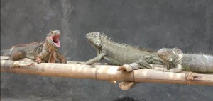 Prospek Bisnis Menjanjikan dari Budi Daya Hewan Reptil