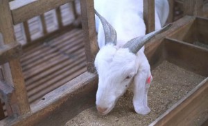 Tulus dalam Beternak, Kini Punya 500 Ekor Domba