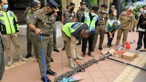 Satpol PP Bersama Komunitas Saber Bersihkan Ranjau Paku di Jalan