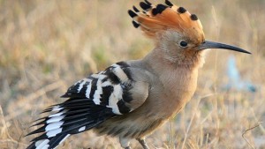 Fakta Burung Hudhud, Salah satu Pasukan Nabi Sulaiman