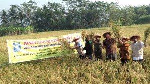 Ikhtiar Jamaah Tani Muhammadiyah Wujudkan Pertanian Hijau