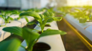 Konsep Hidroponik Jadi Solusi atas Keterbatasan Lahan