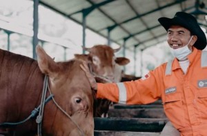 Kembangkan Peternakan Sapi Usai Pensiun, Raup Omzet Rp500 Juta Sebulan
