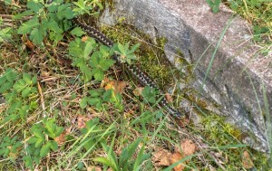 Kisah: Konon Seekor Ular Ada di Kuburan Orang yang Tinggalkan Shalat