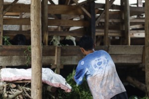Kemandirian Santri Raudhatul Hasanah, Kelola Peternakan Hingga Bangun Fasilitas Sendiri