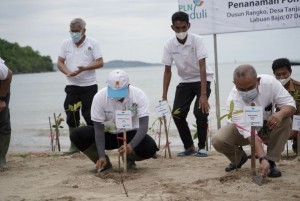 PLN Tanam 7.500 Anakan Mangrove di Manggarai Barat