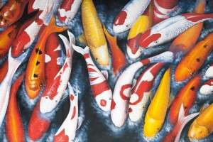 Jadi Primadona, Milenial Ini Sukses Jadi Pebudi Daya Koi