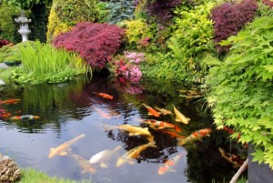 Bikin Betah, Ini 7 Manfaat dan Ide Desain Kolam Ikan Koi di Rumah