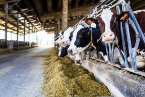 Inovasi Pakan Fermentasi, Sukses Bisnis Ternak Berkualitas Unggul