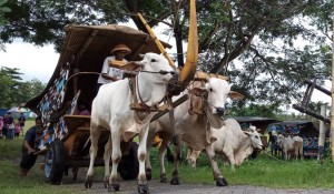 Menelusuri Desa Wisata Sembari Numpak Gerobak Sapi di Bantul