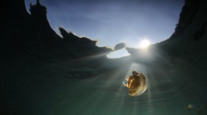 Pesona Keunikan Wisata Danau Kakaban dengan Jutaan Ubur-ubur Langka