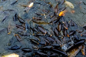 Petani Subang Ini Sukses Budi Daya Ikan Nila Sistem Air Deras