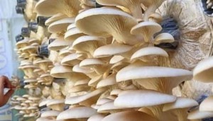 Budi Daya Jamur Tiram, Punya Masa Depan Cerah