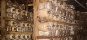 Cara Budi Daya Jamur Tiram, Hasilkan Cuan dari Rumah