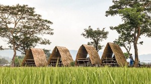 Desa Wisata mBulak Wilkel Suguhkan Hamparan Sawah yang Mempesona